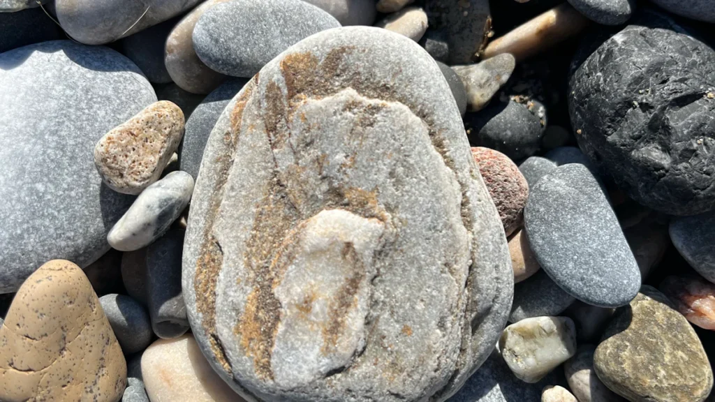 3 Reasons to Collect Fossilized Rocks Today